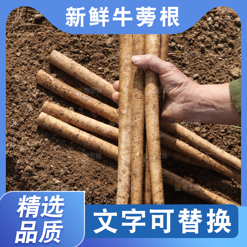 手里拿着新鲜牛蒡根
