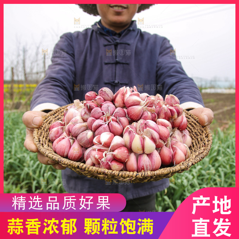 手里端着一篮紫皮多瓣蒜