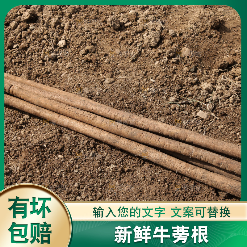 地里放着黄皮牛蒡根