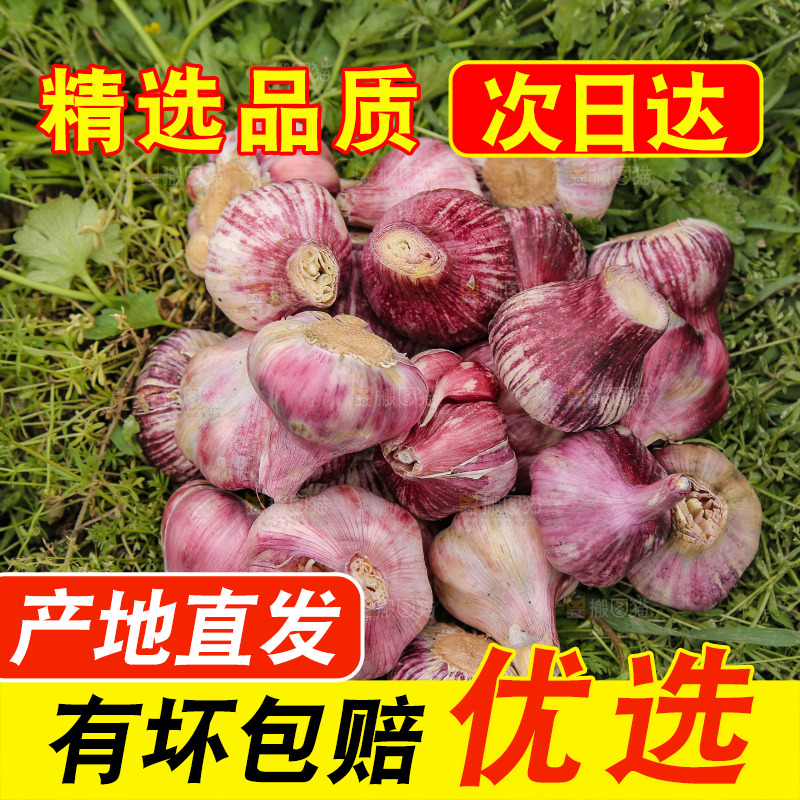 一堆紫皮鲜蒜