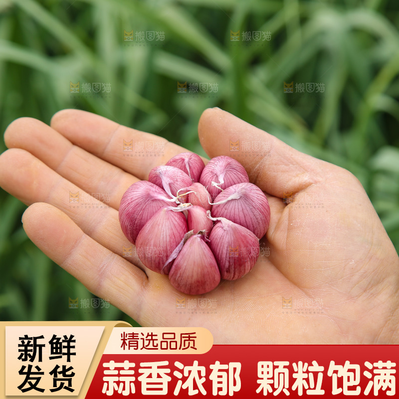 手里拿着多瓣蒜