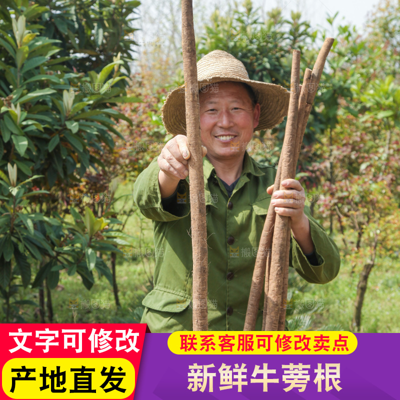 农民手里拿着新鲜牛蒡根