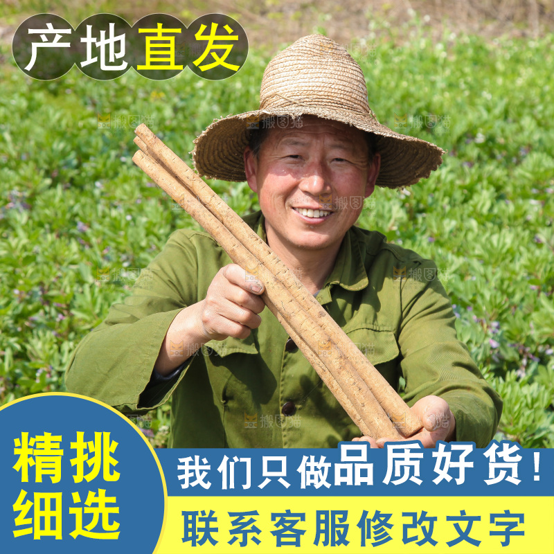 农民手里拿着牛蒡根