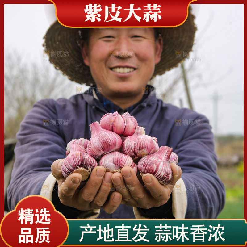 手里捧着紫皮大蒜