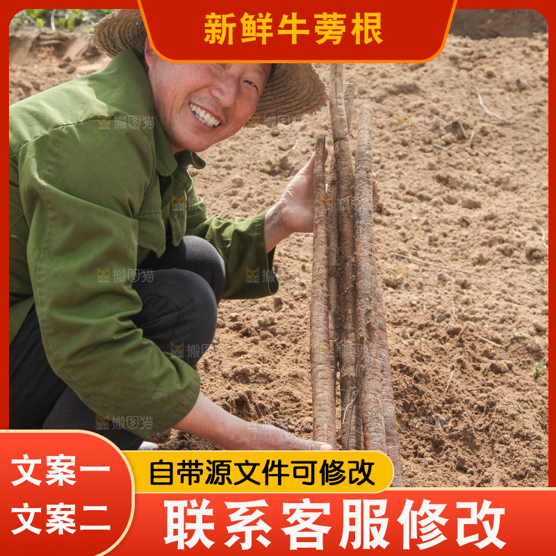 农民手里拿着新鲜牛蒡根