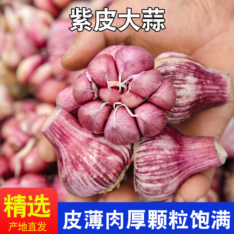 手里拿着紫皮大蒜