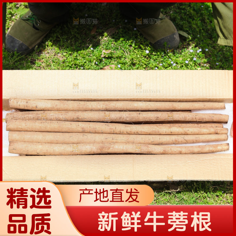 箱子里装着牛蒡根