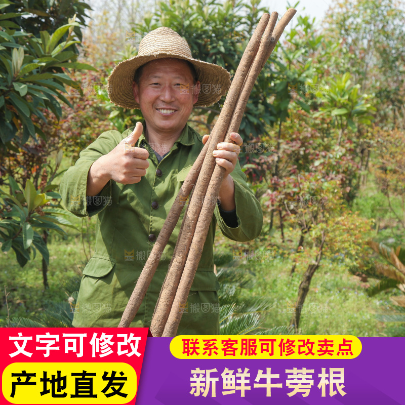 农民手里拿着新鲜牛蒡根