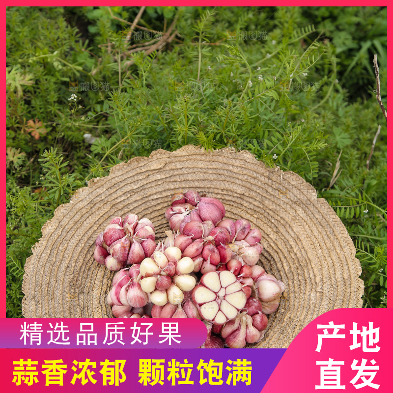 草帽里装着紫皮蒜