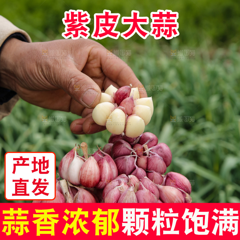 手里捧着紫皮大蒜