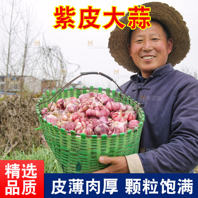 一篓新鲜紫皮大蒜
