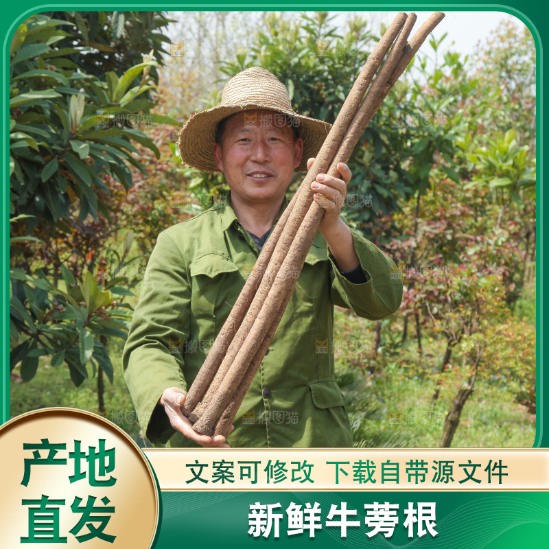 农民手里拿着新鲜牛蒡根