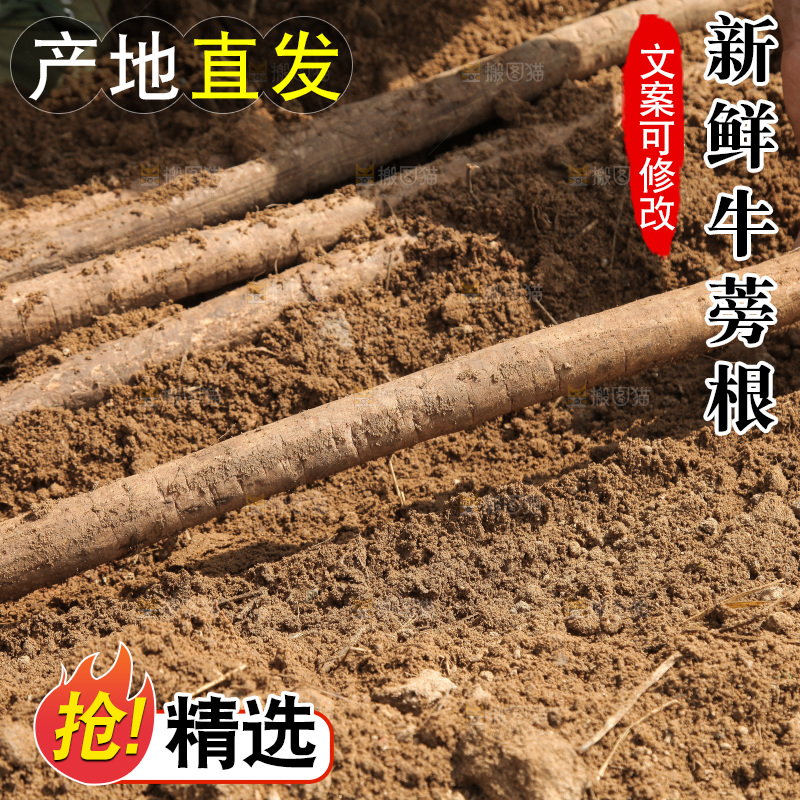 农民手里拿着新鲜牛蒡根