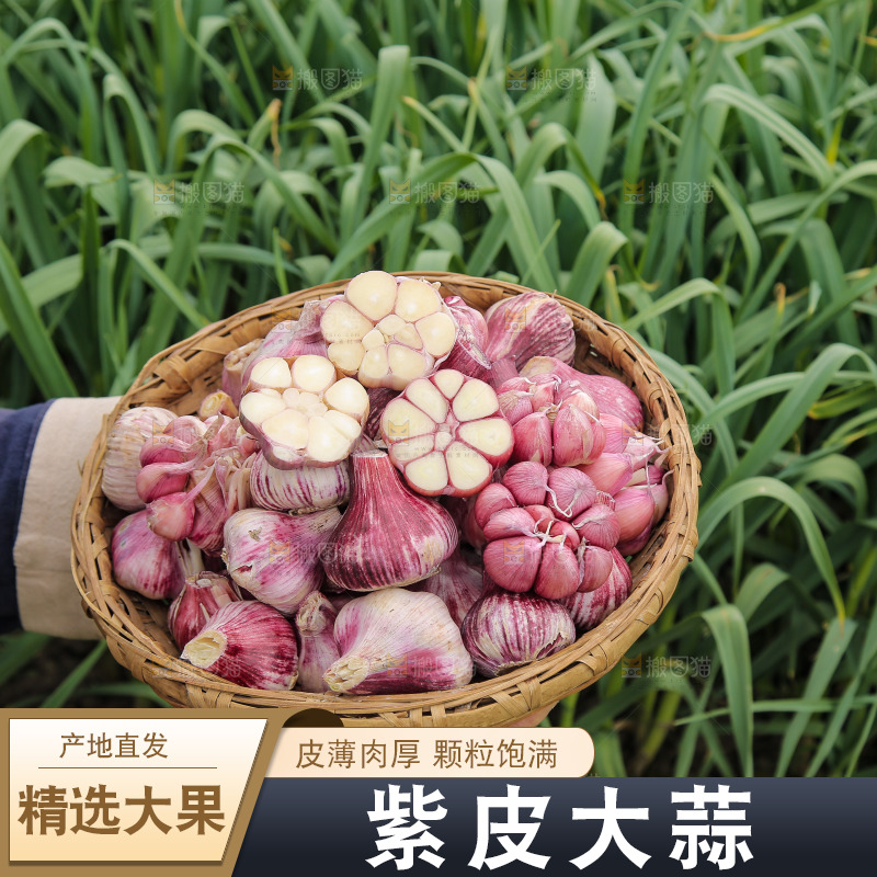 手里端着一篮紫皮大蒜