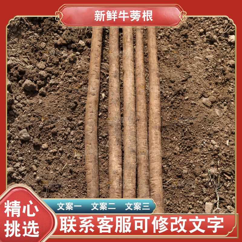 地里放着黄皮牛蒡根
