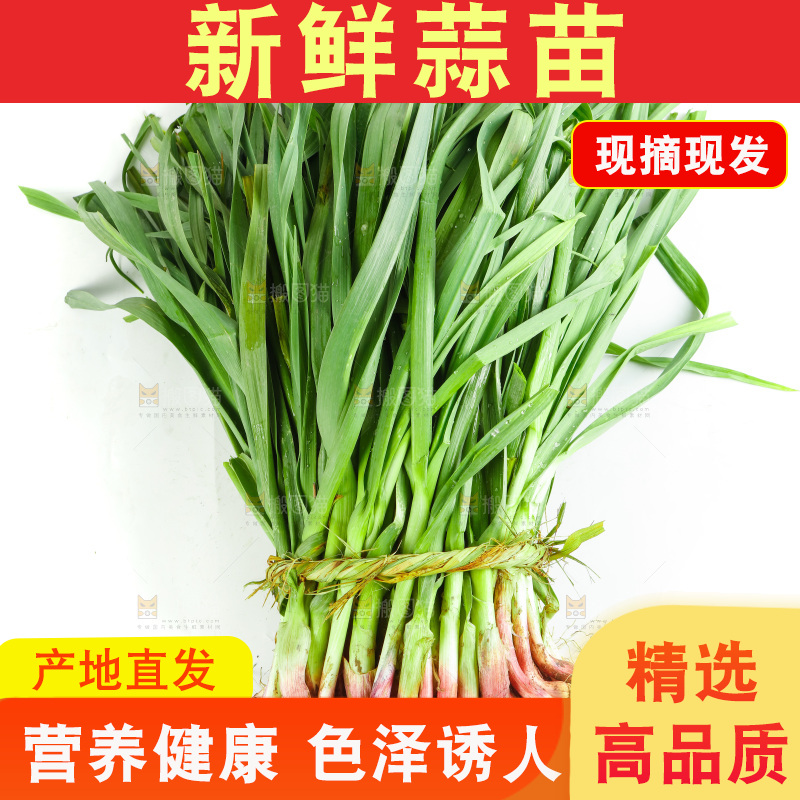 白底上放着一捆蒜苗