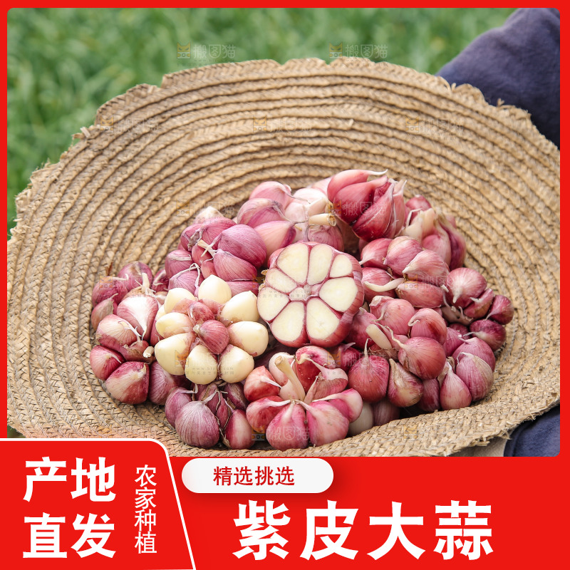 草帽里装着紫皮蒜