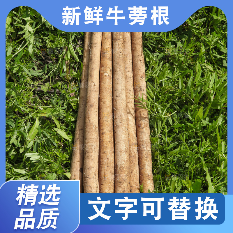 草地上放着山东苍山牛蒡