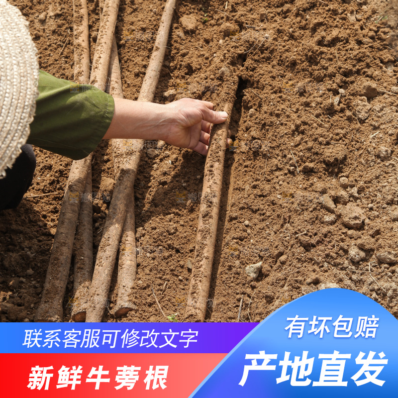 手里拿着牛蒡根