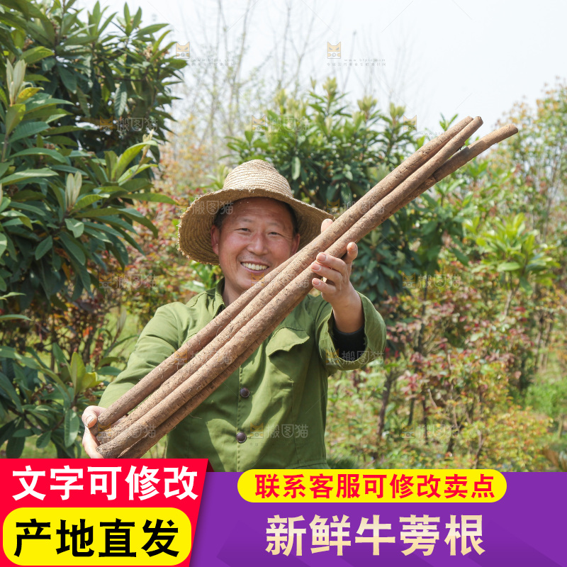 农民手里拿着新鲜牛蒡根