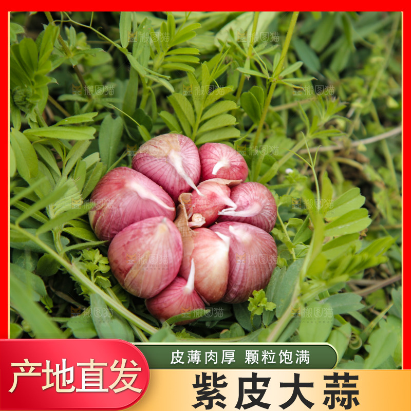 草地上的多蒜瓣