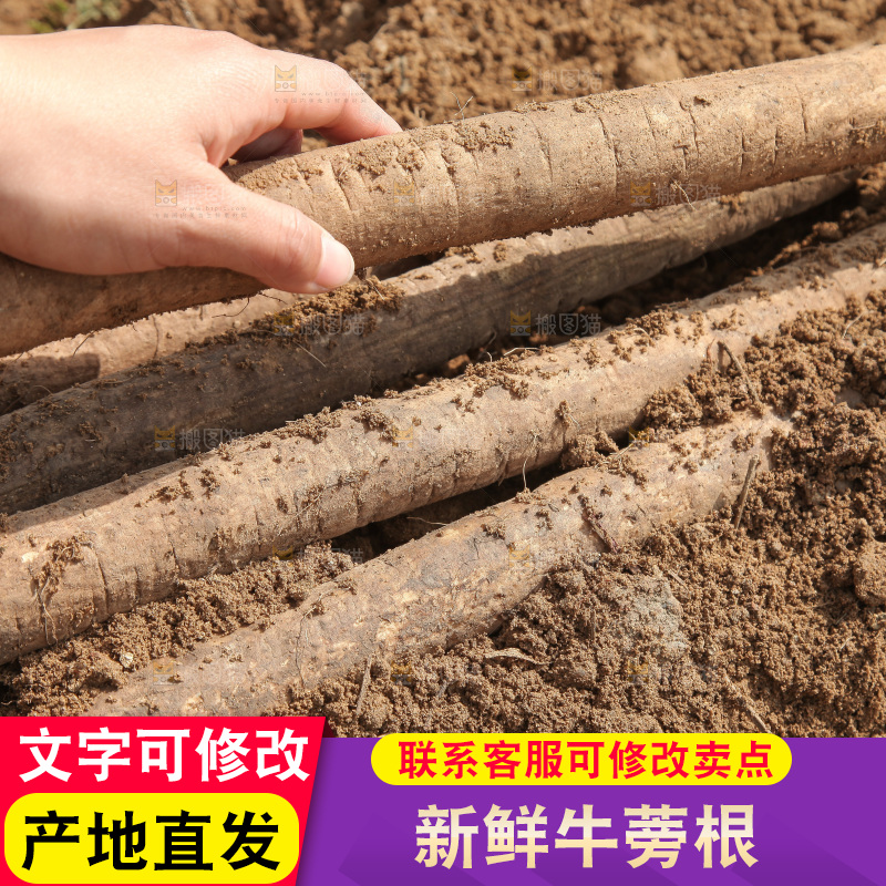 地里的新鲜牛蒡根