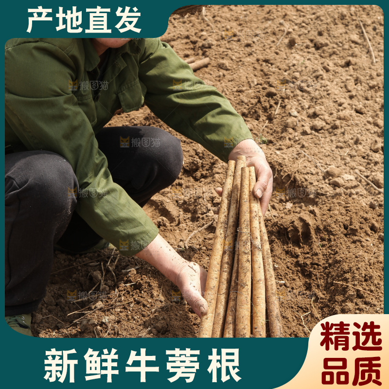 农民手里拿着新鲜牛蒡根