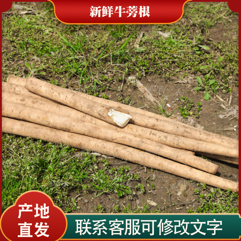 地里的新鲜牛蒡根