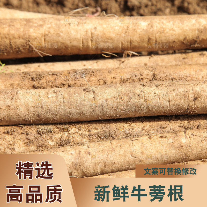 一堆新鲜牛蒡根