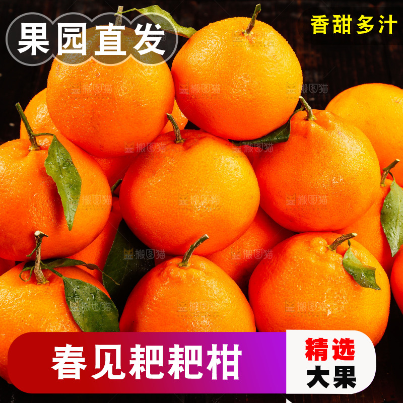 一堆春见耙耙柑