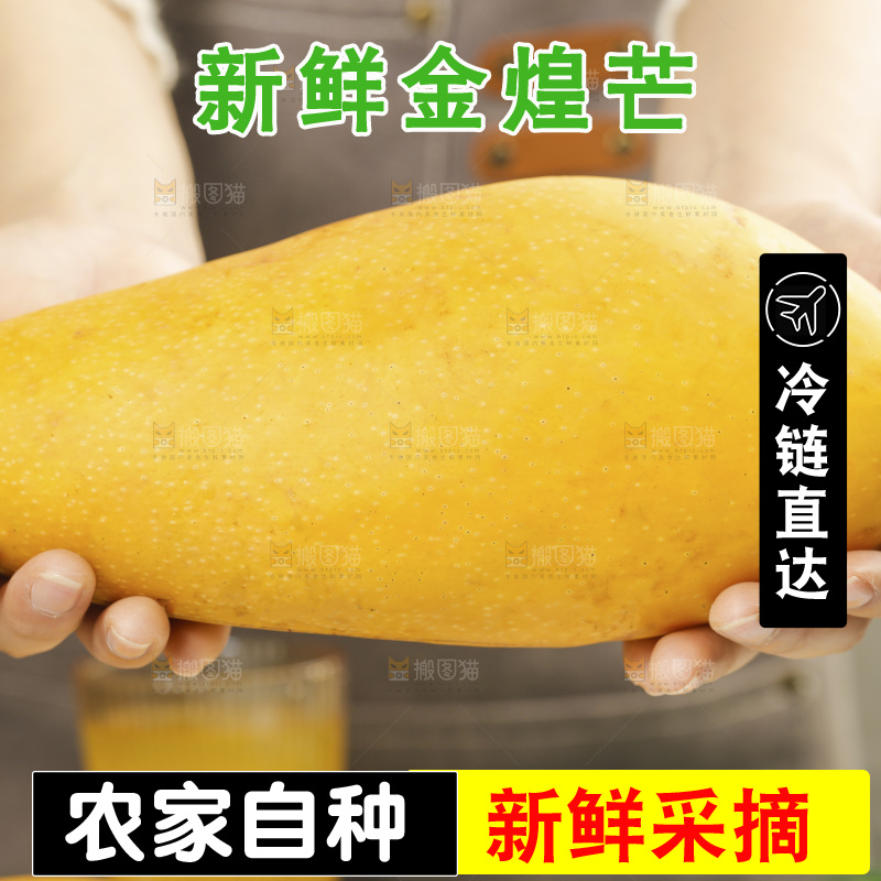 手里拿着大金煌芒