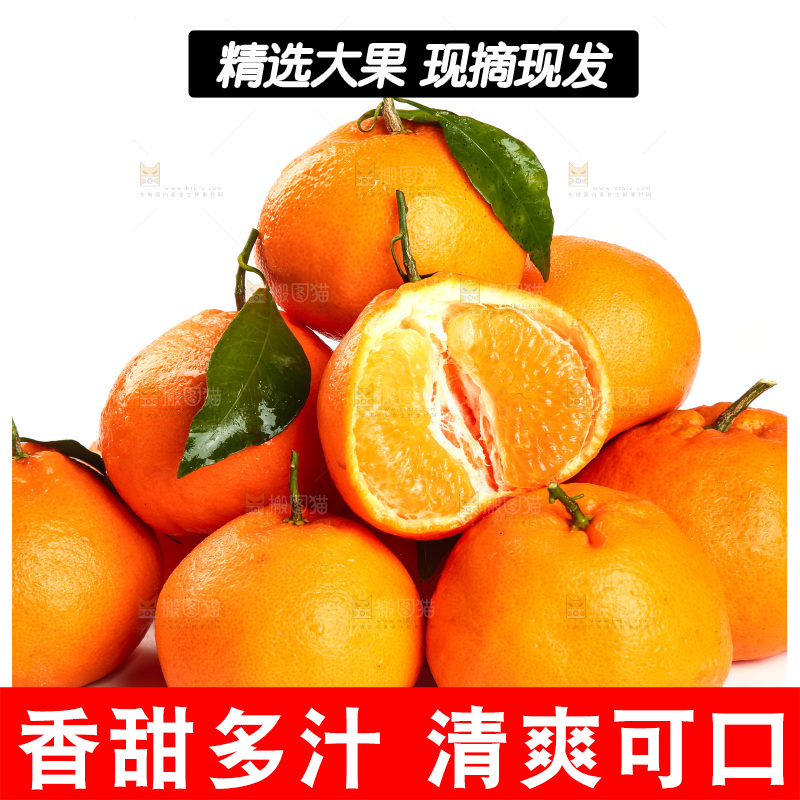 白底上一堆春见耙耙柑