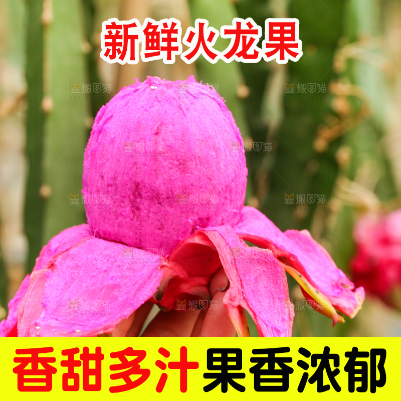 手里拿着红心火龙果