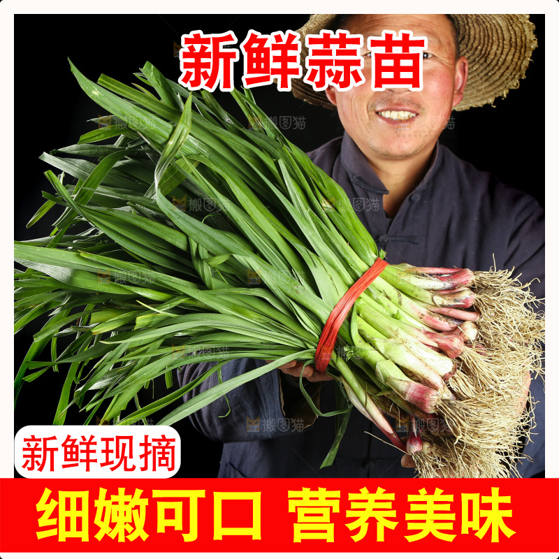 农民手里拿着新鲜蒜苗