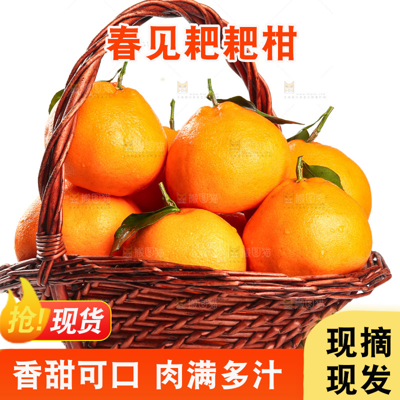 白底上放着一篮四川耙耙柑