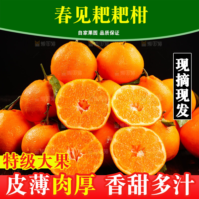 一堆春见耙耙柑