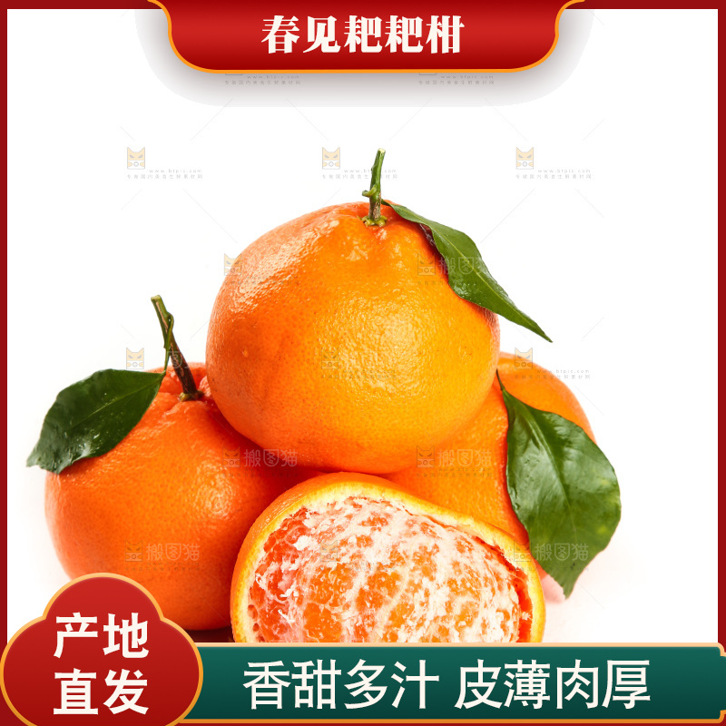 白底上一堆春见耙耙柑