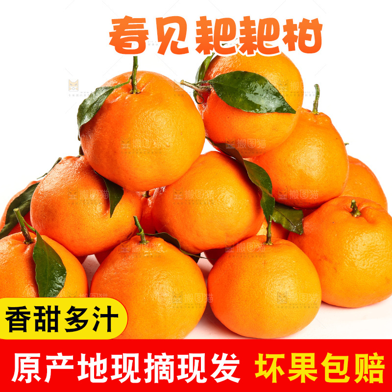 白底上一堆春见耙耙柑