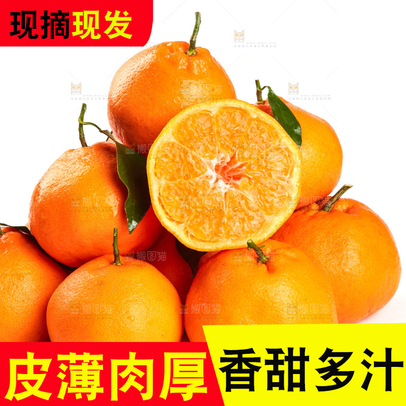白底上一堆春见耙耙柑
