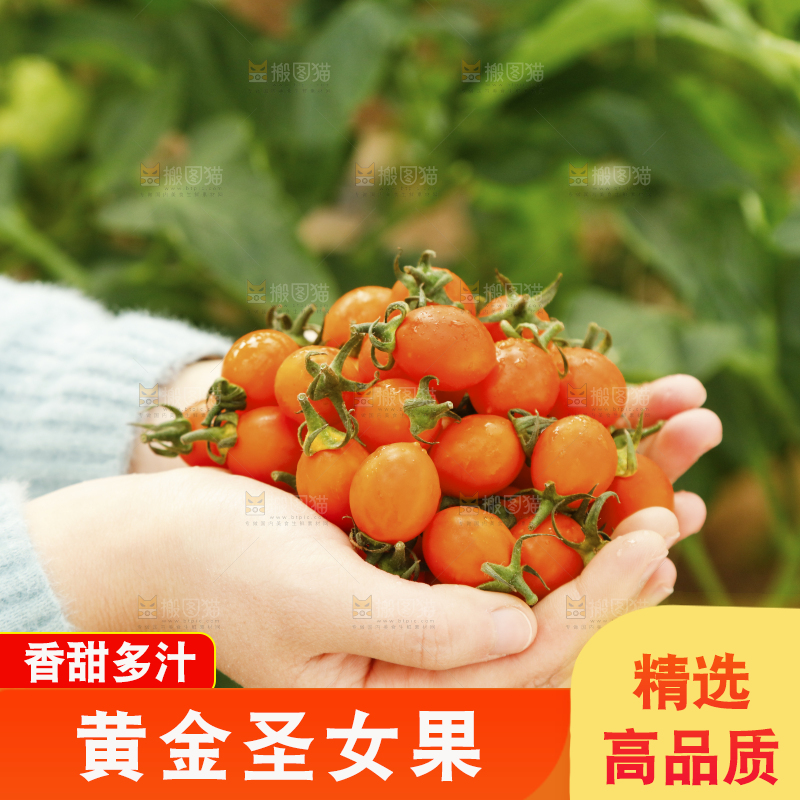 手里捧着黄金小番茄