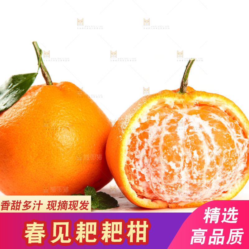 白底上的春见耙耙柑