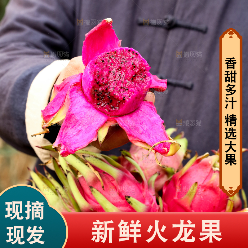 手里拿着红心火龙果