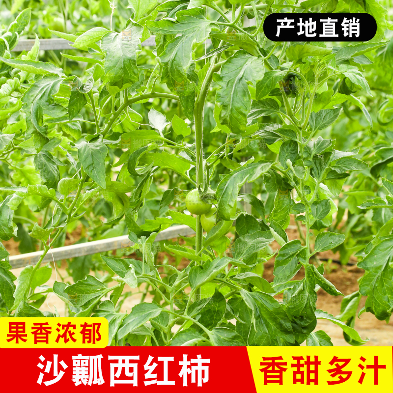 西红柿种植基地