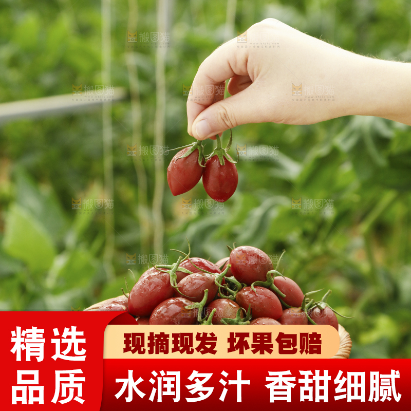 手里端着一篮珠珠小番茄