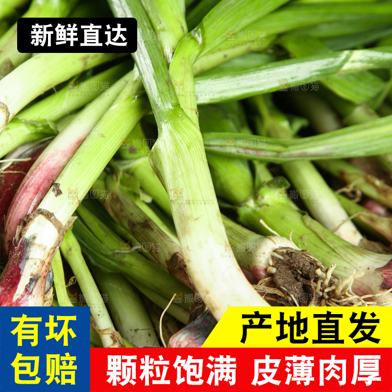 蒜苗纹理