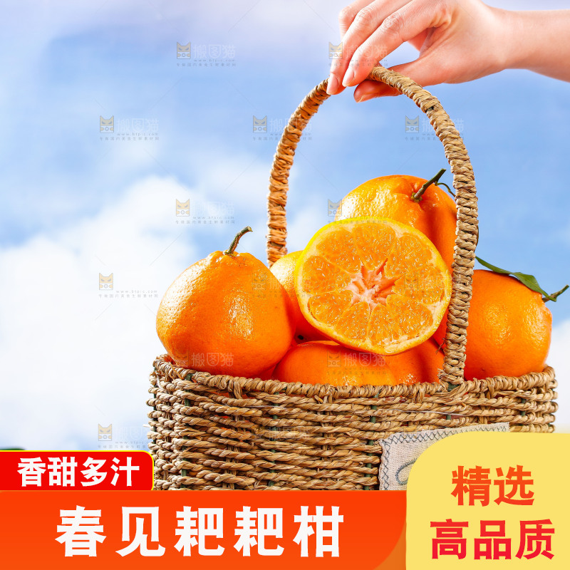 篮子里装着春见耙耙柑