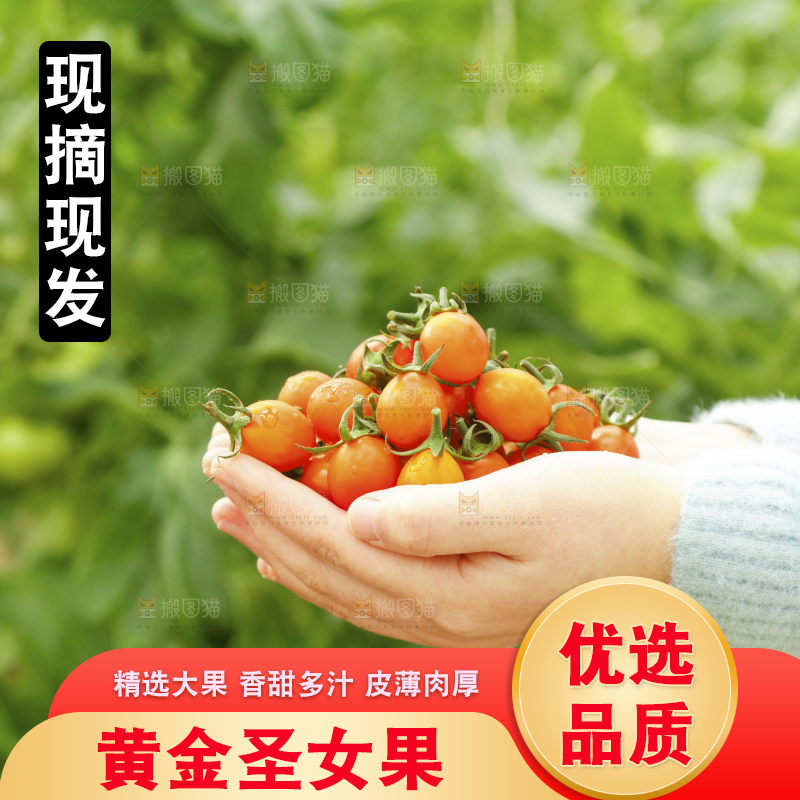 手里捧着黄金小番茄