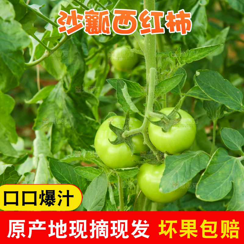 西红柿产地