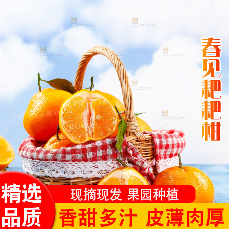 篮子里装着春见耙耙柑