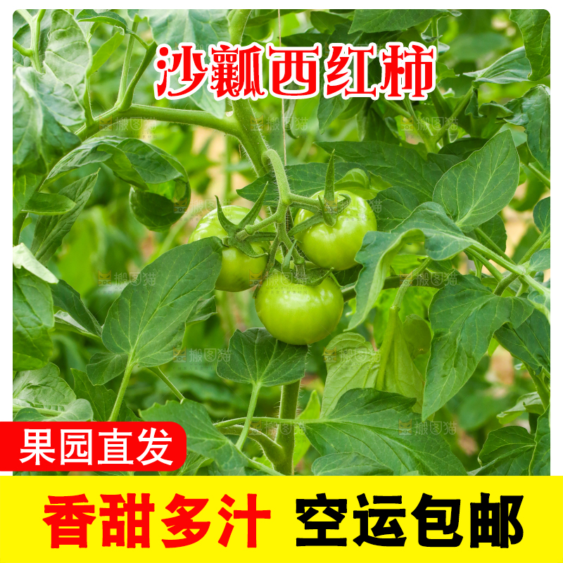 西红柿种植基地